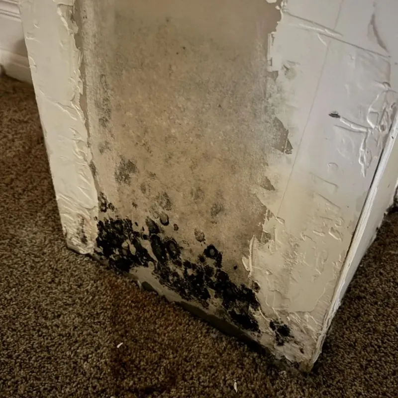 Professional Mold Removal in Green Cove Springs, FL